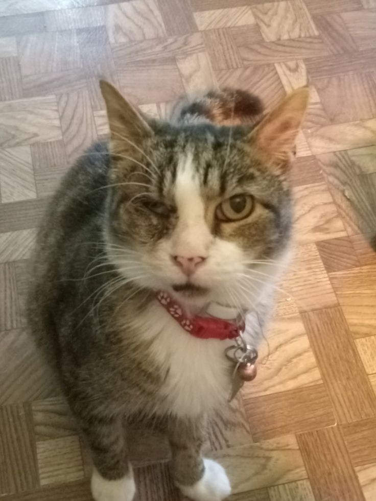 Today is my BooBoo's 14th birthday! I love my Booder so much and hope we have many more happy years together.