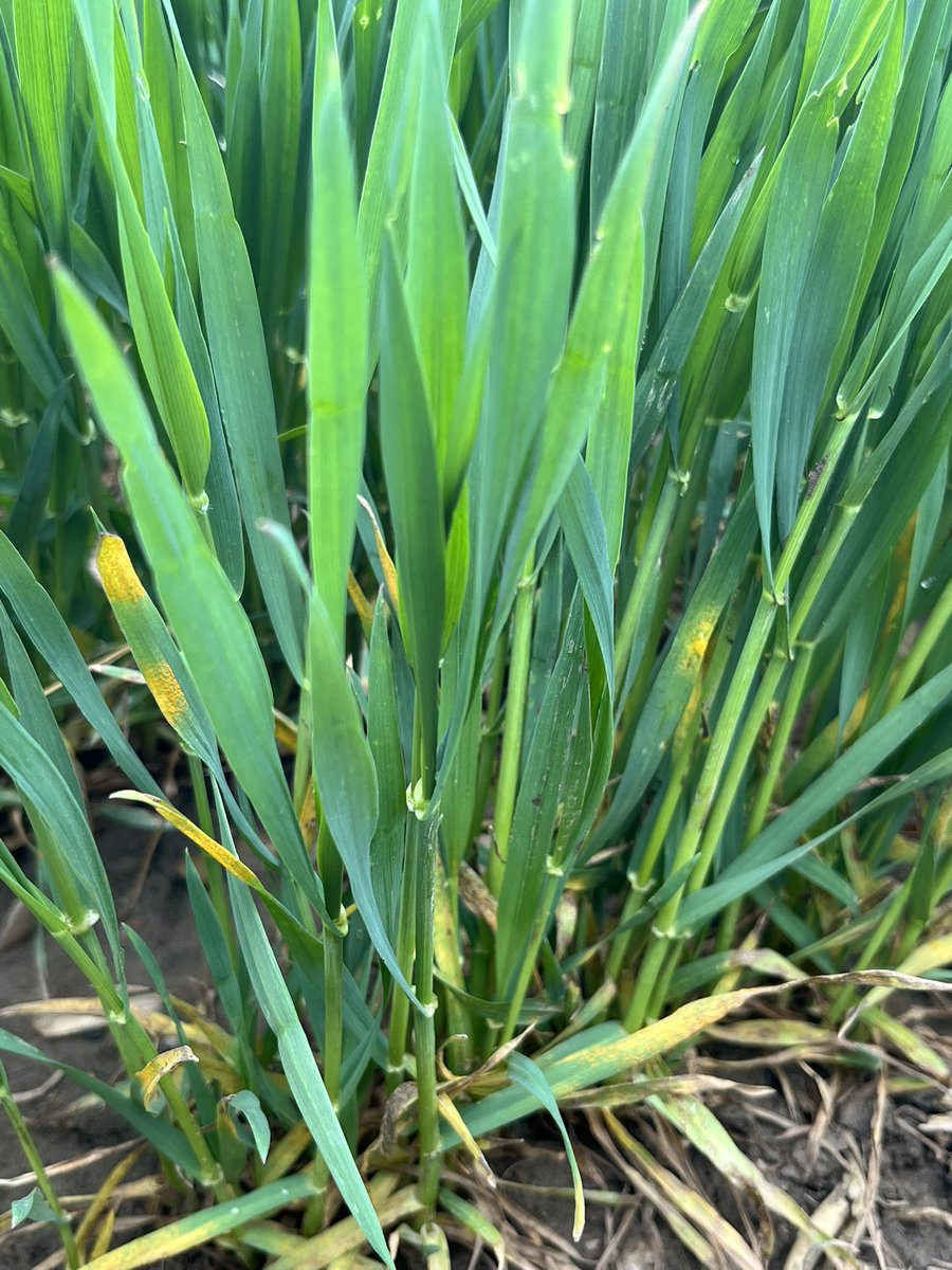 Leanne Freitag, CCA-ON (@leannefreitag) on Twitter photo Overwintered stripe rust confirmed. Might look different than usual. Scout your fields & check lower canopy. Can be a big yield robber but #DelaroComplete and #StrategoPro are both great options for control at T1/T2. See <a href="/AlbertTenuta/">Albert Tenuta</a> notes below for more info. <a href="/Bayer4CropsCA/">Crop Science Canada</a> Overwintered stripe rust confirmed. Might look different than usual. Scout your fields & check lower canopy. Can be a big yield robber but #DelaroComplete and #StrategoPro are both great options for control at T1/T2. See <a href="/AlbertTenuta/">Albert Tenuta</a> notes below for more info. <a href="/Bayer4CropsCA/">Crop Science Canada</a>
