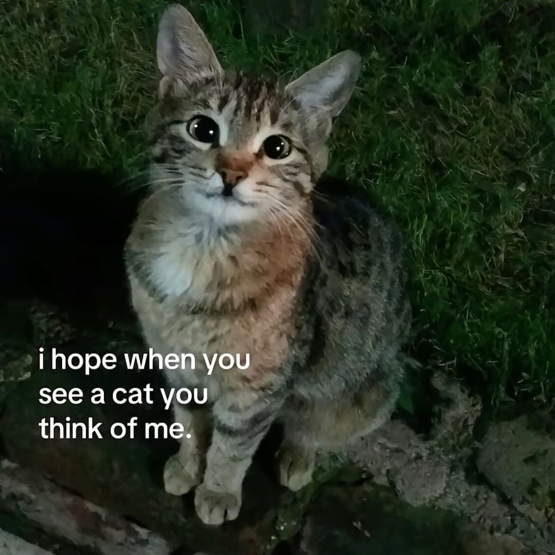 LiterallyMeCats (@literallymecats) on Twitter photo 