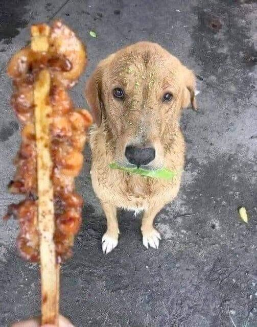 Хүмүүс мөнгөөр шорлог худалдаж авахыг харсан нохой шорлог авахын тулд худалдагчид навч зуун ирсэн #гэнэ
Мөнгө л гэж ойлгуулахыг оролджээ.