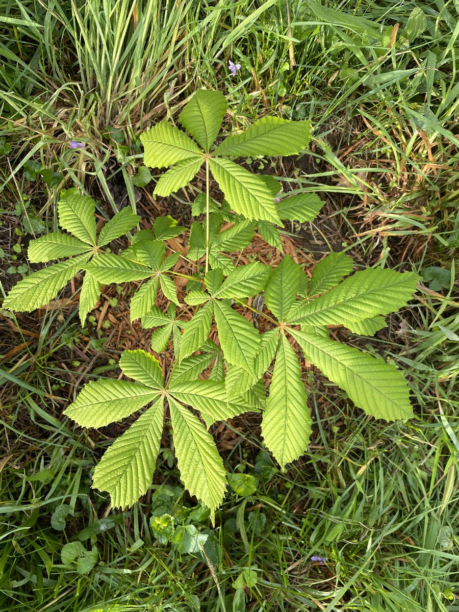 Horse Chestnut and Chestnut: https://t.co/ePMV7OMfg2