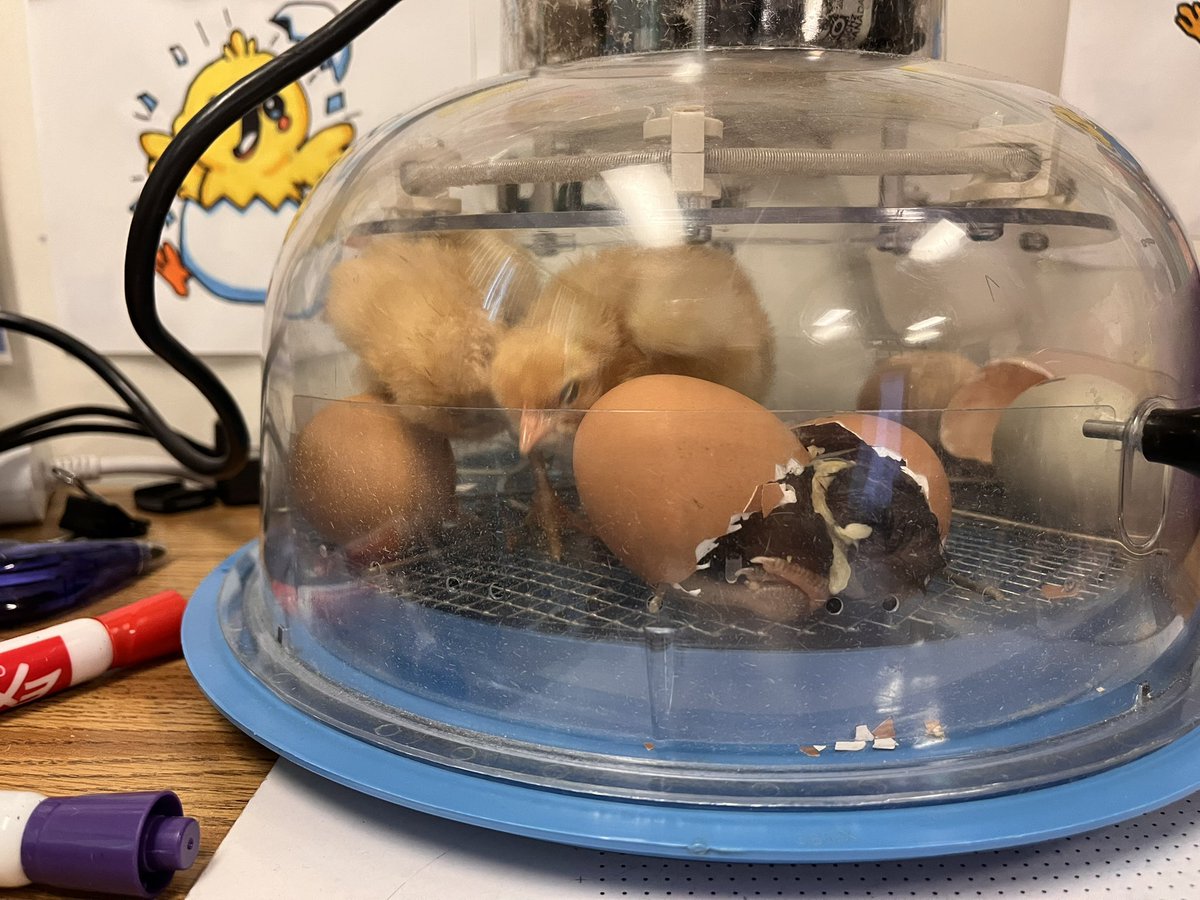 clstward1's tweet image. We have chicks! @GCC_Charters @EPIC_academics #4thgrade students observed the hatching of a few of our @refarmery eggs. #gccLevelUp @iborganization