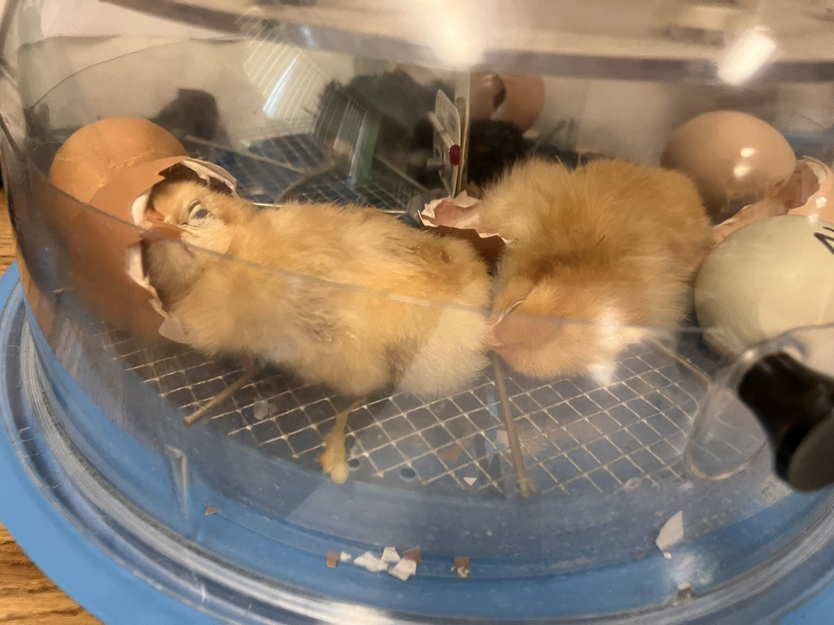 clstward1's tweet image. We have chicks! @GCC_Charters @EPIC_academics #4thgrade students observed the hatching of a few of our @refarmery eggs. #gccLevelUp @iborganization