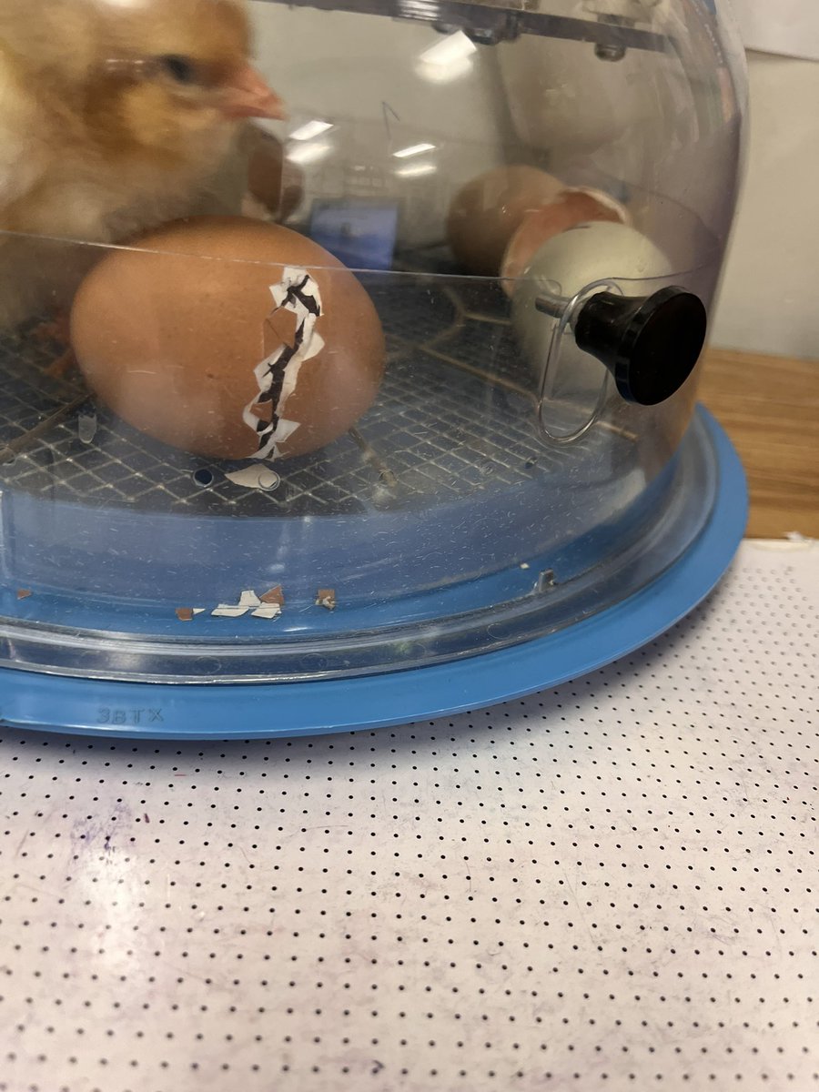 clstward1's tweet image. We have chicks! @GCC_Charters @EPIC_academics #4thgrade students observed the hatching of a few of our @refarmery eggs. #gccLevelUp @iborganization