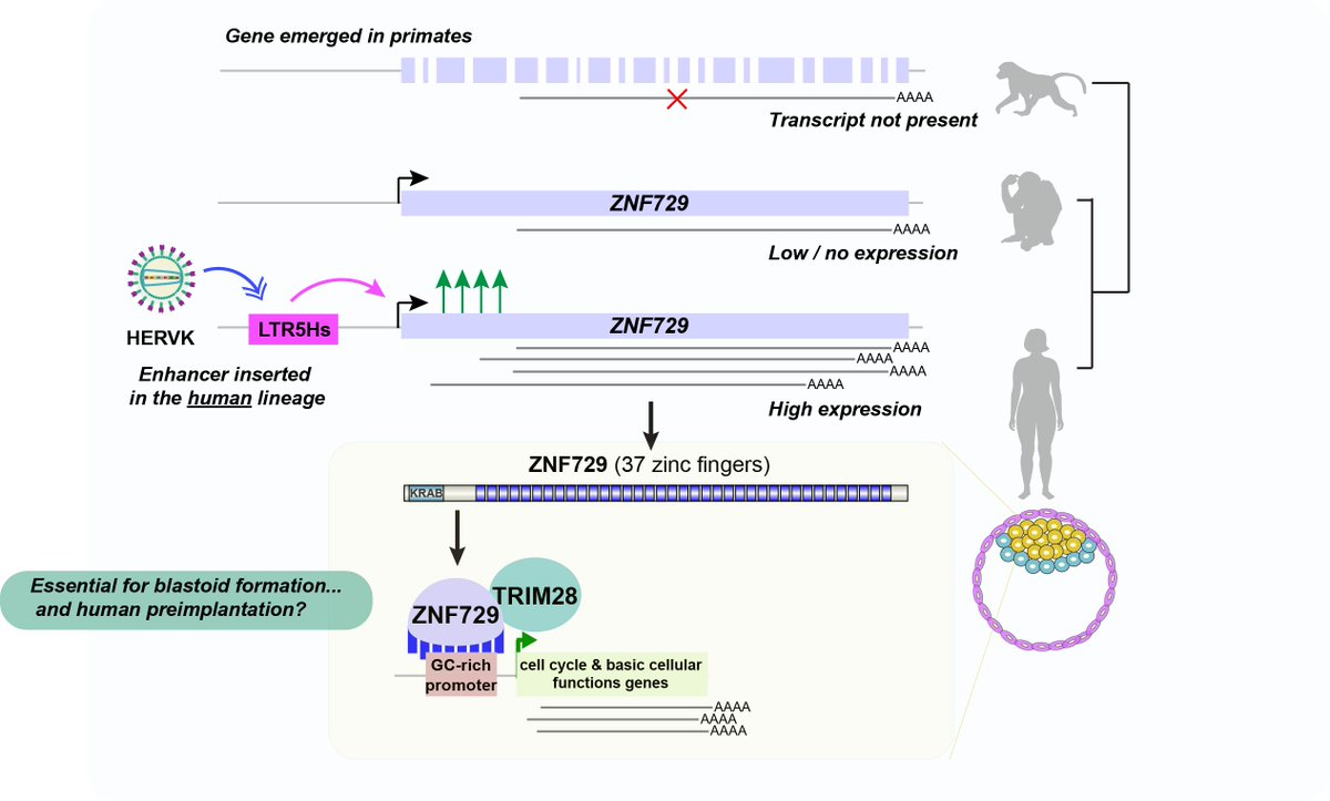 FueyoRaquel's tweet image. I am thrilled to share our preprint where we take advantage of the unique opportunities offered by human blastoids to uncover a human-specific mechanism potentially playing a role in preimplantation. biorxiv.org/content/10.110…