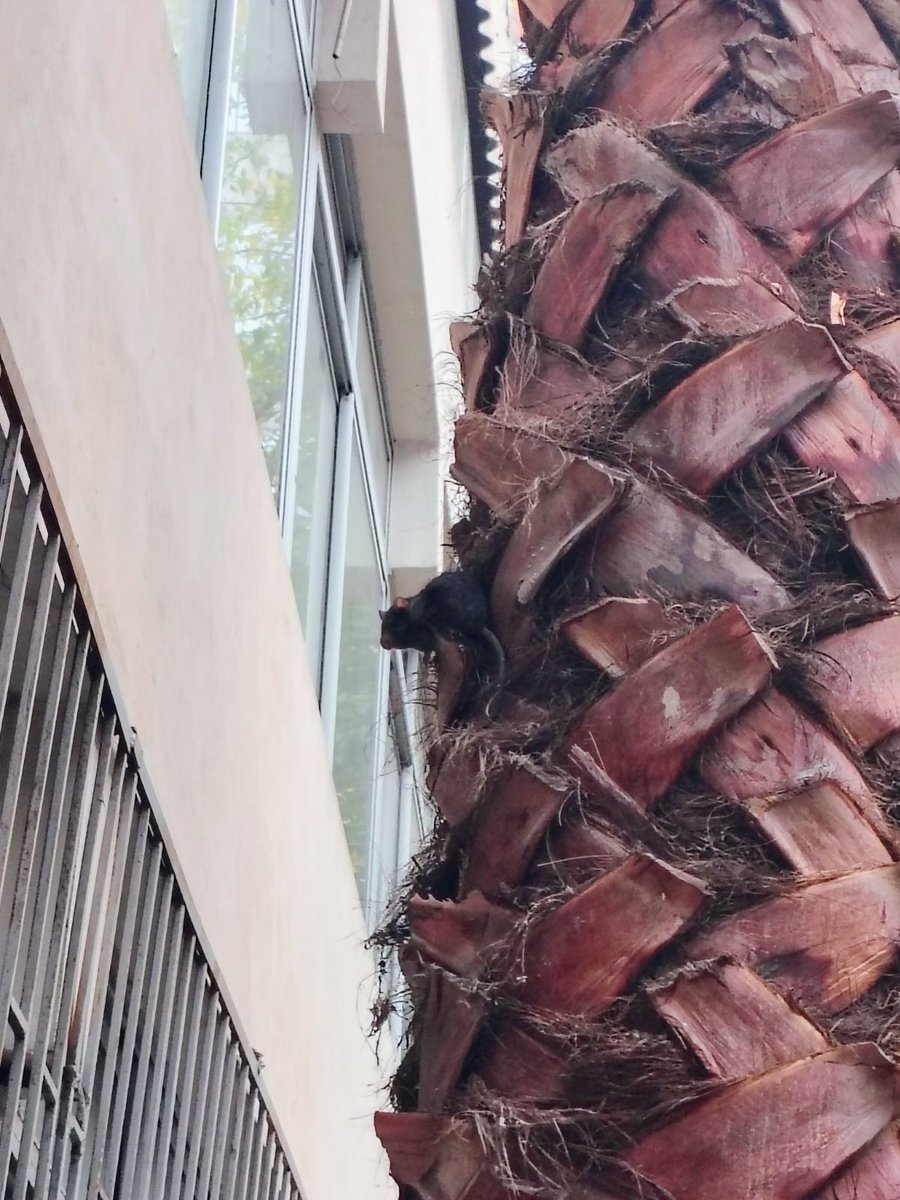 luchoso_'s tweet photo. Por segunda vez l@s alumn@s del Liceo 7 de providencia, fueron despachados temprano a sus casas por ratones en sus instalaciones. Cuando darán una solución a este problema? @Muni_provi  @SeremiSaludRM @seremieducrm @Mineduc @T13 @chvnoticias @meganoticiascl @24HorasTVN https://t.co/xQToqdVyej