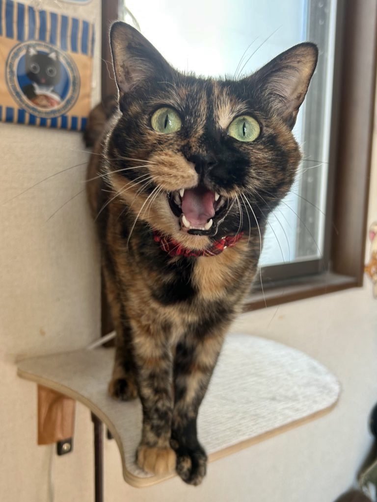 tortoiseshell_9's tweet image. ＼  オヤツくださぁい！ ／