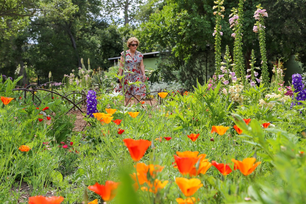 Spring continues to delight with California poppies, foxgloves, and larkspur blooming along the Promenade 🌼