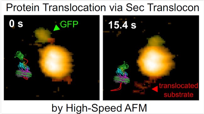 Breakthrough observation of real-time protein translocation by SecYEG-SecA complex
eurekalert.org/news-releases/…
#NAIST #奈良先端大