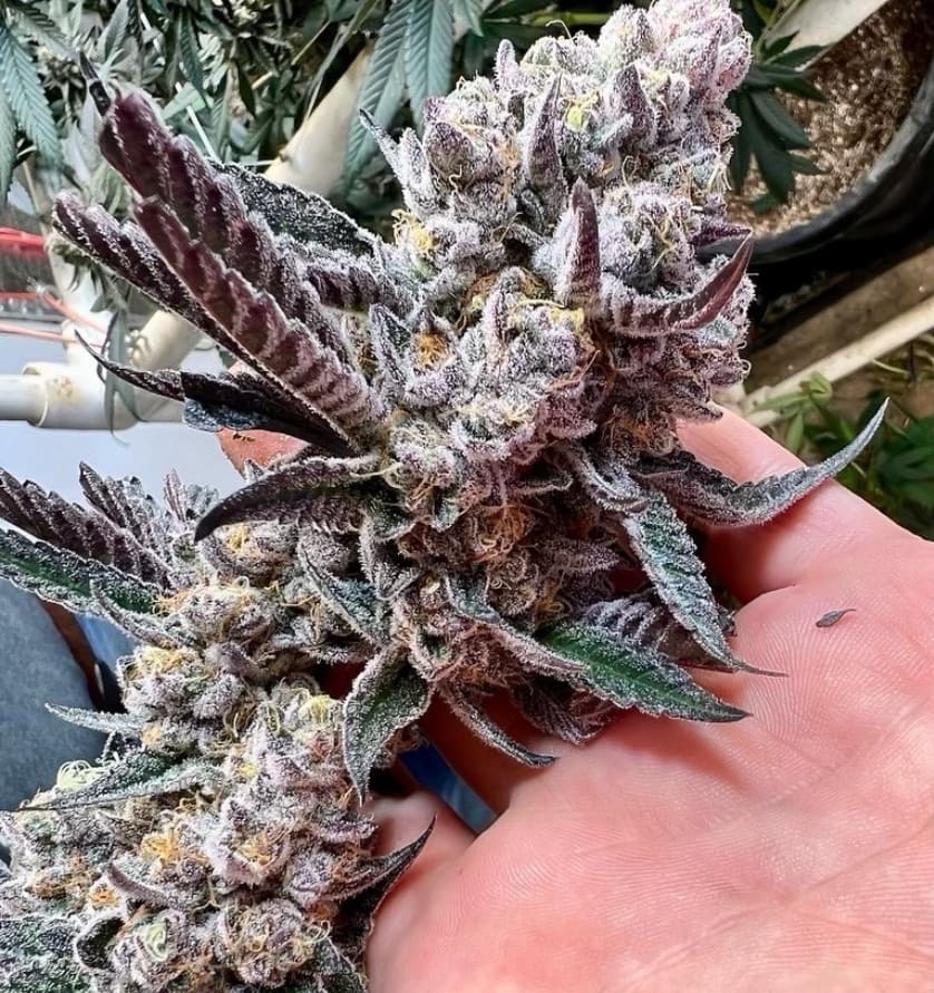 Raw Direct (@rawdirect_) on Twitter photo Big beasty chunks of
Cherry Paloma🍒
(Trop Cherry X Georgia Pie)
Grown and selected here by <a href="/JRTokin1/">J.R. Tokin</a> Big beasty chunks of
Cherry Paloma🍒
(Trop Cherry X Georgia Pie)
Grown and selected here by <a href="/JRTokin1/">J.R. Tokin</a>