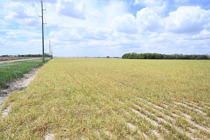Nebraska CropWatch (@unl_cropwatch) on Twitter photo #Wheat streak mosaic virus is taking hold across #Nebraska, with some fields already wiped out. Get the latest <a href="/UNLExtension/">Nebraska Extension</a> update on how to spot it — and stop it. buff.ly/1a78pJv
#NebExt #ag #cropproduction #cropdisease <a href="/UNLPlantClinic/">UNLPlant&Pest Clinic</a> #Wheat streak mosaic virus is taking hold across #Nebraska, with some fields already wiped out. Get the latest <a href="/UNLExtension/">Nebraska Extension</a> update on how to spot it — and stop it. buff.ly/1a78pJv
#NebExt #ag #cropproduction #cropdisease <a href="/UNLPlantClinic/">UNLPlant&Pest Clinic</a>