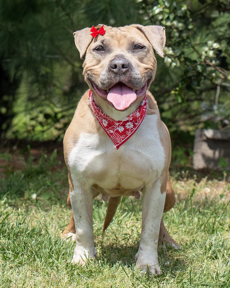 Pretty Lola is in search of a forever home. She is a gentle, friendly lady who loves going on walks and would be a great companion. 

📍 Blackwood, NJ