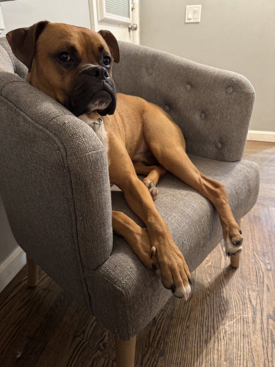 adopt_boxer's tweet image. Sonny is loving his rescue life. Sonny had a rough life in #Turkey#. You either live on the st dodging cars, poison, mean people and fighting for food or you find us. It takes a long time&amp;amp;$$ but we want to help a boxer wherever they are. #rescuesaveslives #boxerdogs #boxerlife