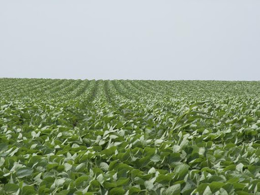 BiomassMagazine's tweet image. The USDA reduced its estimate for 2024-’25 soybean use in biofuel production in its latest WASDE report, released May 12. The agency expects soybean oil use in #biofuel to increase during the 2025-’26 marketing year.

biomassmagazine.com/articles/usda-…