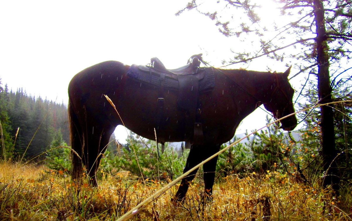 DARPA21's tweet image. The voice said come and see and I saw, behold the red horse.