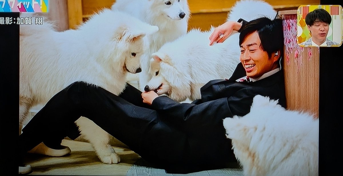 熊崎アナとサモエドのツーショット🐶📸 #ラヴィット
