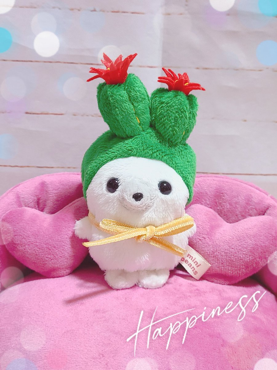 うちのあざらしちゃんもオシャレしてみた🥰 #ミニビーンズあざらし