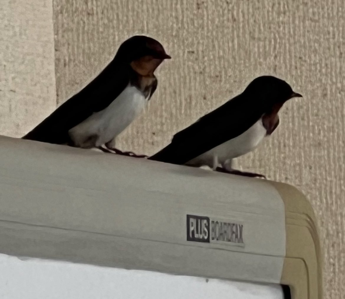 会議室に可愛いお客さんがw
つがいで休憩中でしょうか😆
ゆっくりしてくださいw