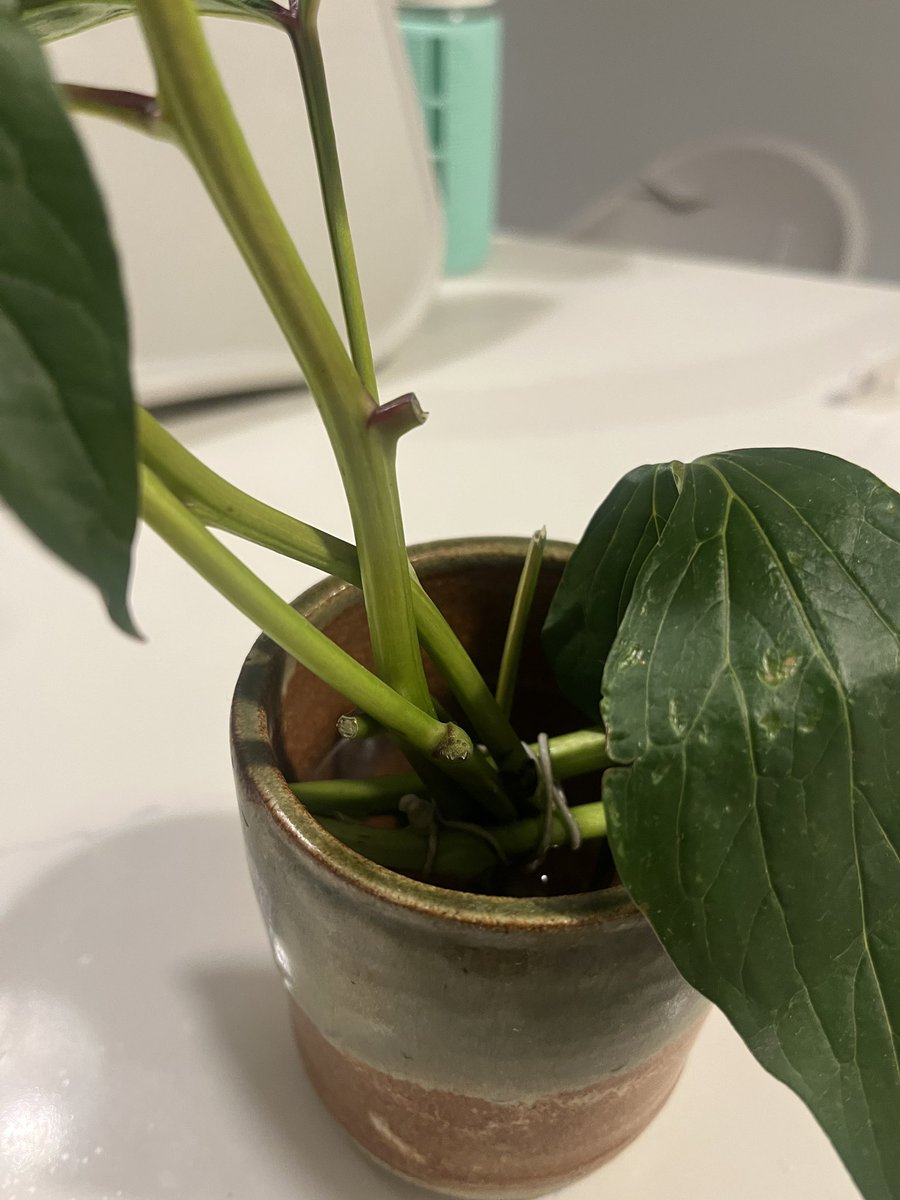 This did actually work