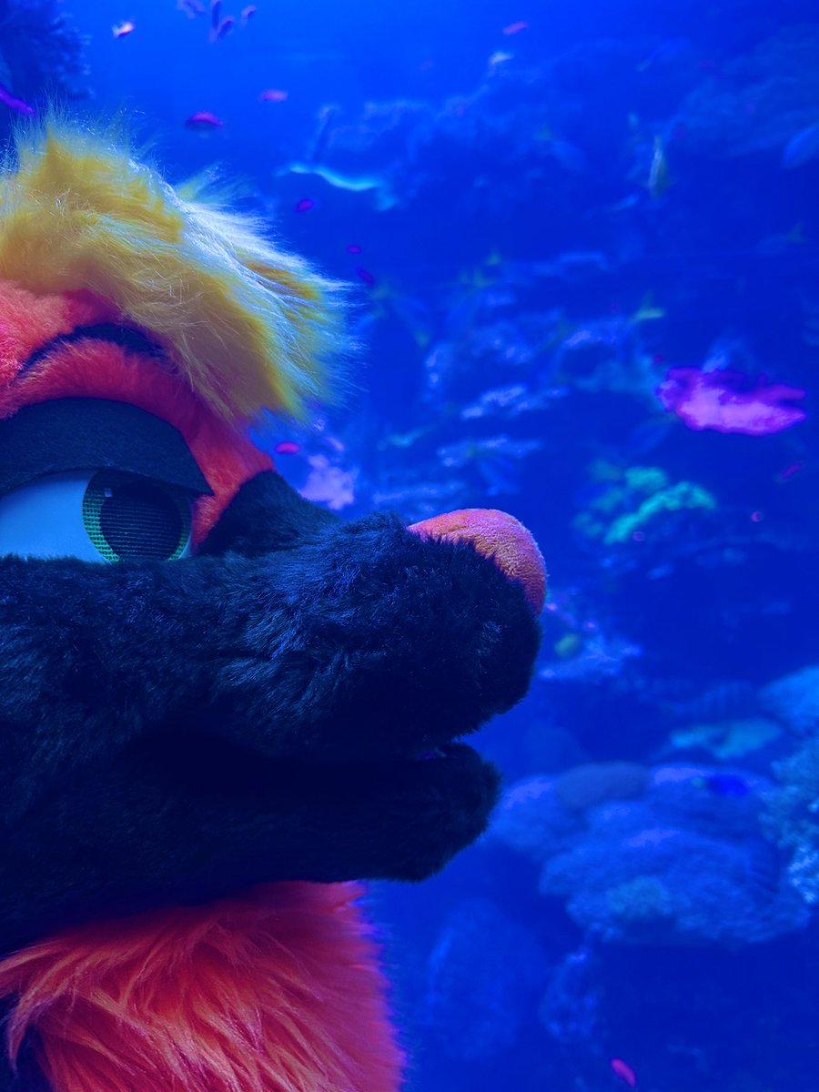 The FWA Aquarium takeover was probably the coolest furry event I’ve ever been to!

If you missed this year I HIGHLY recommend trying next year. 

#FWA2025