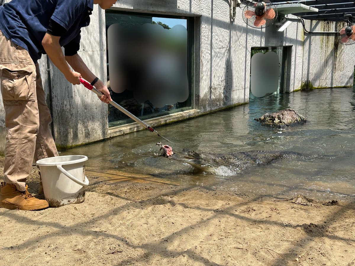 iZoo_iZoo_'s tweet image. インドガビアルの給餌は毎週土曜日の11時30分で公開しています。展示窓の目の前で餌を食べる姿は迫力満点です。

ワニの仲間でも特異な姿をしているインドガビアルは魚食に特化した進化をしています🐊
#爬虫類　#ワニ　#インドガビアル