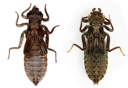 Zootaxa's tweet photo. Descriptions of the last instar #larvae of two #species of #Davidius Selys, 1878 from Erhai Lake Basin, #Yunnan, #China (#Odonata: #Gomphidae)
#taxonomy
https://t.co/eX1nWhOteE https://t.co/7eSi4I9iLO