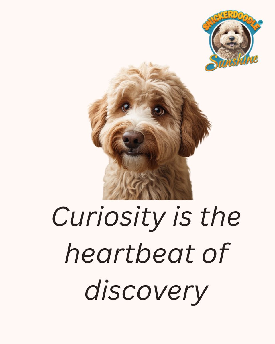 SnickerdoodleSu's tweet image. Every sniff is a new story waiting to unfold
#CuriousPup #SnickerdoodleAdventures #DogLifeJoy#Goldendoodles
#SnickerdoodleSunshine
#Snickerdoodle
#IslandDog
#ChildrensBooks