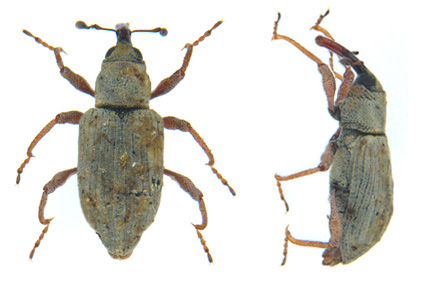 Zootaxa's tweet photo. #Bagous #obrieni (#Coleoptera: #Curculionidae), a #newspecies from #India feeding on #Nymphoides #indica (L.) Kuntze
#taxonomy
https://t.co/UIzTWOjAqC https://t.co/2LE7W8Bglt
