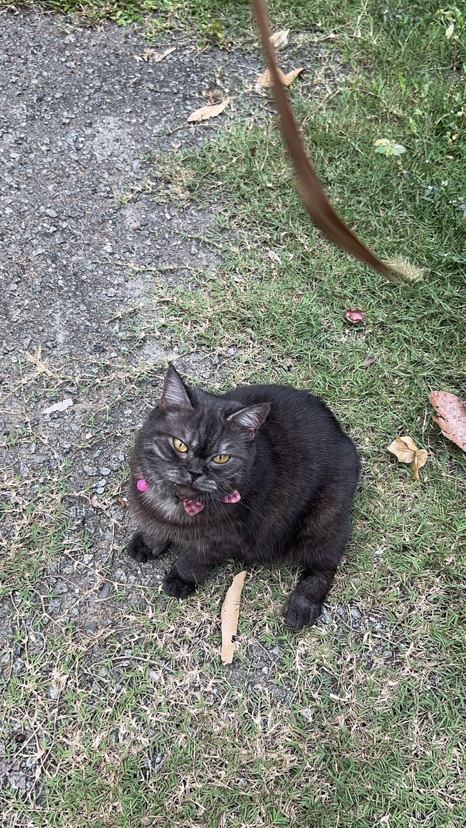 yemmeow's tweet photo. Seketoi gamat laut https://t.co/BqgxCGnigr