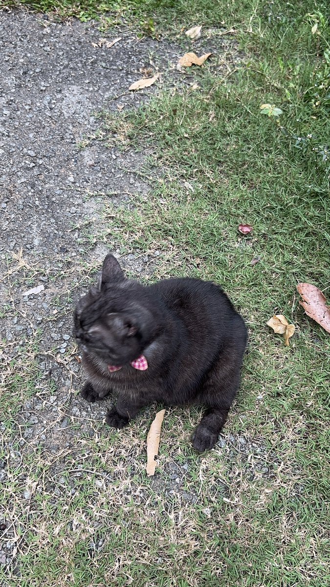 yemmeow's tweet photo. Seketoi gamat laut https://t.co/BqgxCGnigr