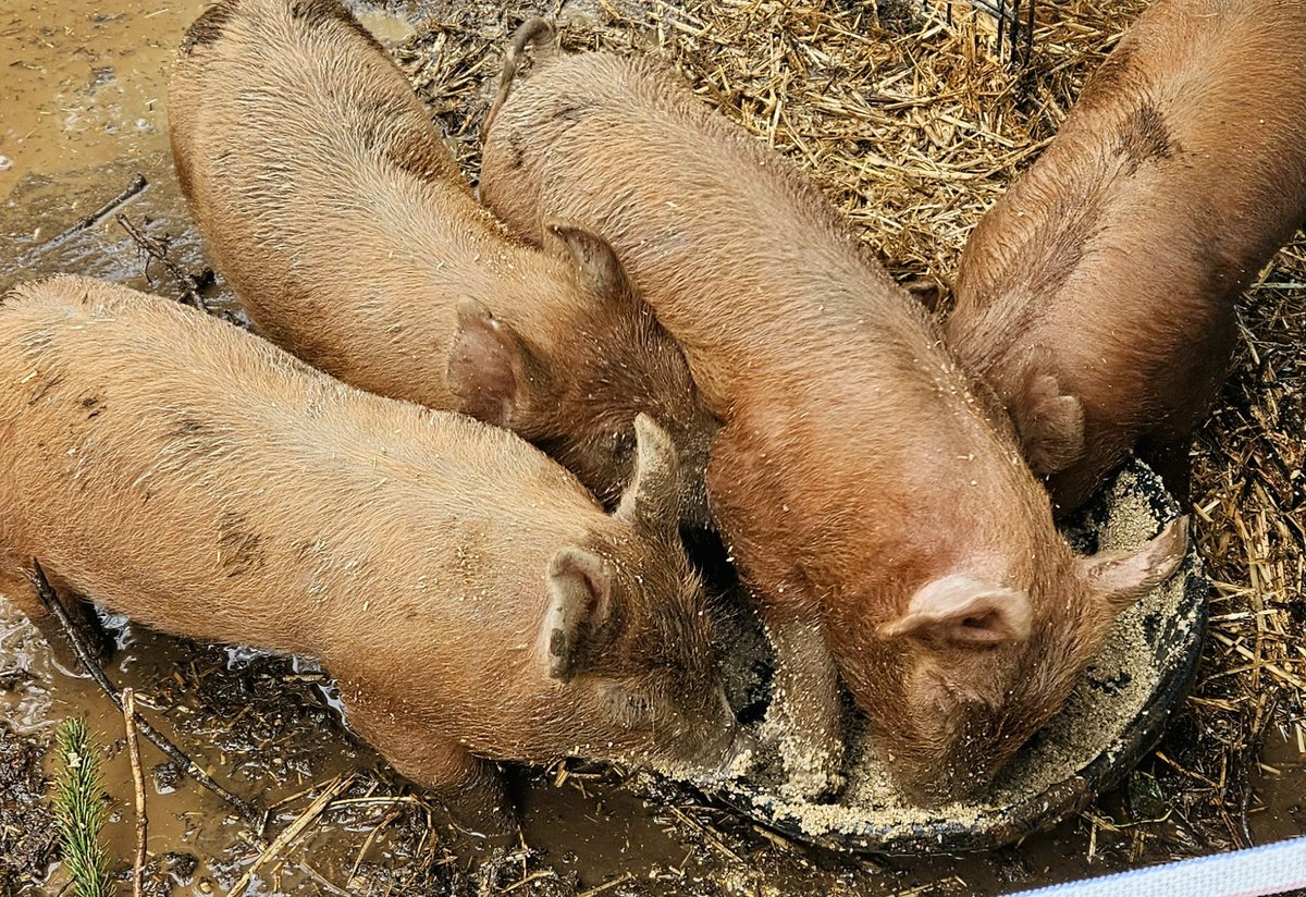 It's been a crappy, stormy day on the farmstead, so we figured these guys could use a little treat. Cream of wheat.... pig style. I think they like it.