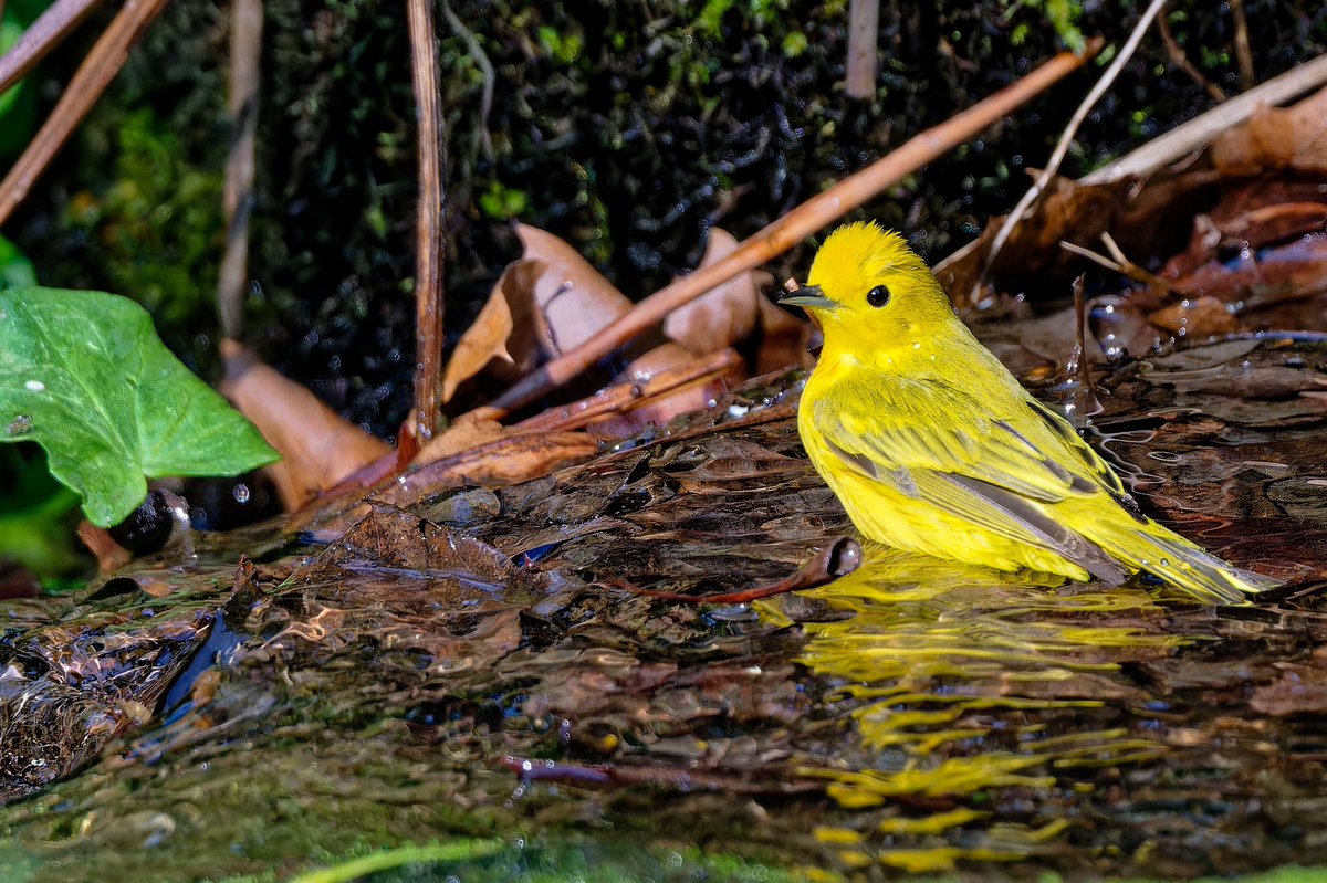 This evening (12May25), a vibrant yellow warbler(Setophaga petechia)was taking a refreshing dip at the bathing rock by the pool in Central Park. These tiny songbirds use water not just for drinking but also to keep their feathers in top condition.#birdcpp #Nikonz8 #birdnerd