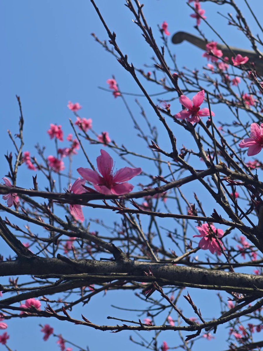 春天