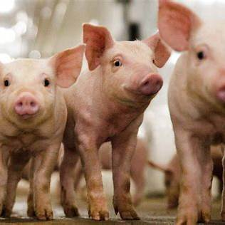 The FDA has approved CRISPR-edited pigs for human consumption.

These pigs are resistant to Porcine Reproductive and Respiratory Syndrome (PRRS), a disease that costs the U.S. pork industry over $560 million annually.

Let me tell you what this means: 🧵1/