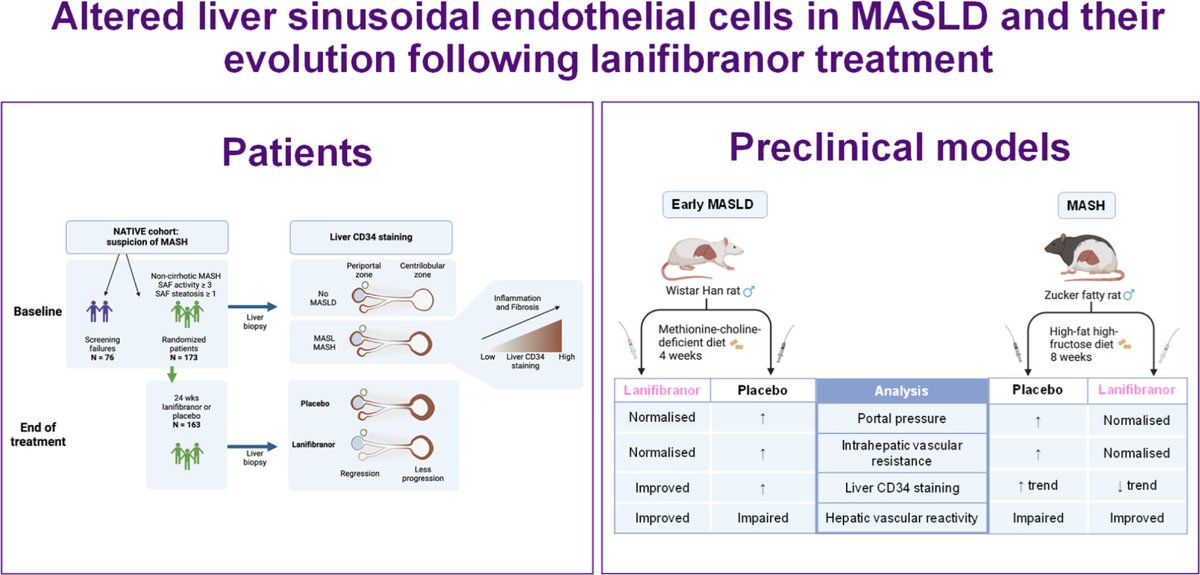 Wilco Kwanten (@kvvanten) on Twitter photo In the (early) pathophysiology of MASLD the LSEC and microvascular alterations are key. Lanifibranor improves LSEC capillarisation and dysfunction! tinyurl.com/x37637j4
#AntwerpHepatology #AntwerpHypothesis <a href="/RautouE/">Rautou Pierre-Emmanuel</a> <a href="/FrancqueSven/">Sven Francque</a> In the (early) pathophysiology of MASLD the LSEC and microvascular alterations are key. Lanifibranor improves LSEC capillarisation and dysfunction! tinyurl.com/x37637j4
#AntwerpHepatology #AntwerpHypothesis <a href="/RautouE/">Rautou Pierre-Emmanuel</a> <a href="/FrancqueSven/">Sven Francque</a>