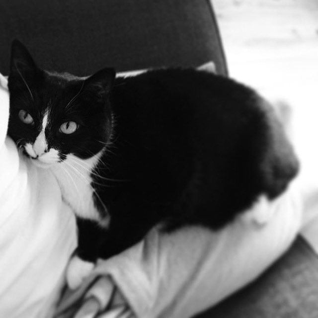 Rest in peace, our little Boe (Boe-Boe): 05/07/08 - 12/05/25. You gave the best cuddles and were the light of my life for almost 17 years. I’m glad Oliver and I were able to give you a happy life with us. Know that you were loved. I’m glad I was with you at the end. ❤️💔