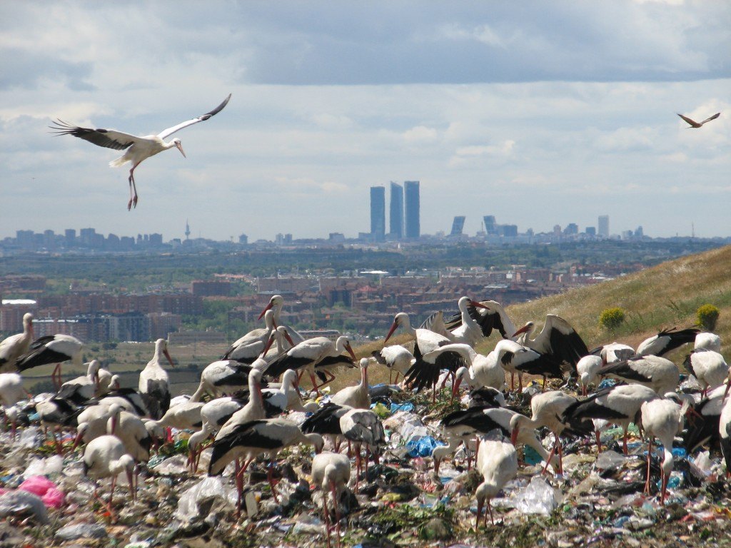 🆕 PAPER_Investigadores españoles han estudiado la presencia e importancia de los contaminantes sólidos encontrados en el sistema digestivo de la #cigüeña blanca en Aragón. 
📝Resultados sorprendentes 👇
ℹ️doi.org/10.13157/arla.… #ornitología #CienciaConAves #basuraleza