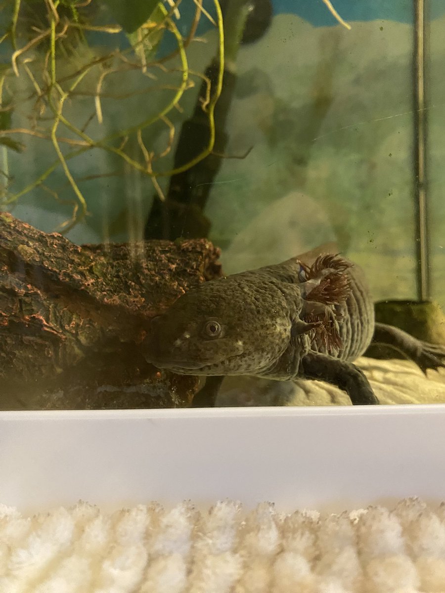 holly ‧₊˚✧ ‧ max’s #1 fan tweet media