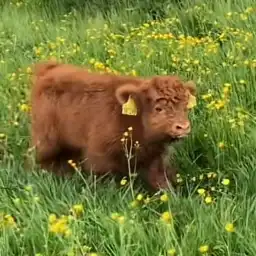 Mikocrypto11's tweet image. Shayla代币名称源自TikTok平台4天内获690万点赞的病毒小牛犊短视频主角，其爆发式传播形成独特文化符号。
#shayla

Bttvgwq9PZmujg937KSjbf1NcbmHN3EcUxMQHSbfpump

K线直达：gmgn.ai/sol/token/bSBY…