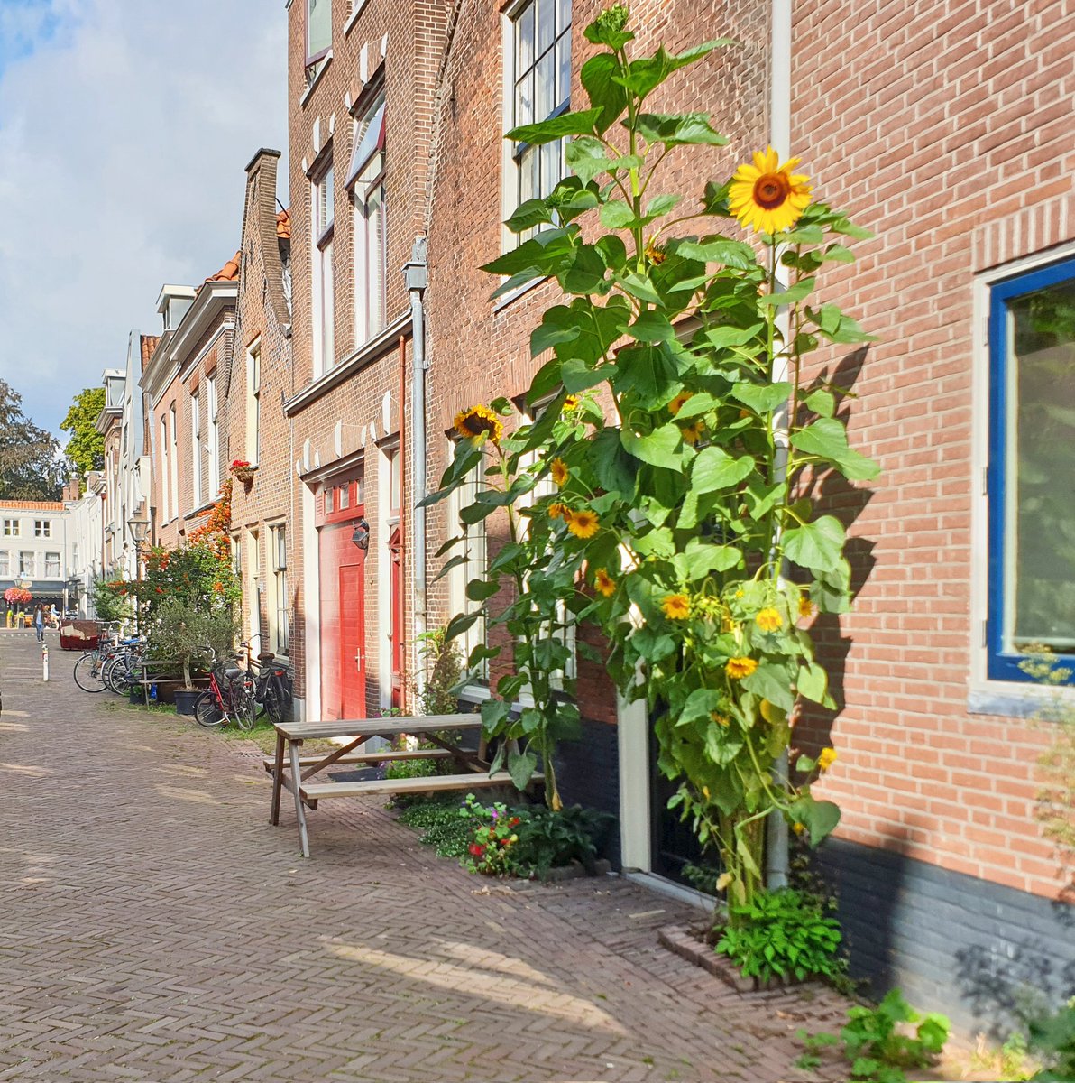 NandaSluijsmans's tweet image. Tip!🌻
Deze maand kun je nog zonnebloemzaad tussen de tegels🤫 of in het geveltuintje stoppen.
Krijg je dit🔽 eind deze zomer, als resultaat in je straat.🌻🌻😃
Hoe gaaf als meer mensen in de straat dit gaan doen.🥰
#Vergroenen #GroenGewoonDoen