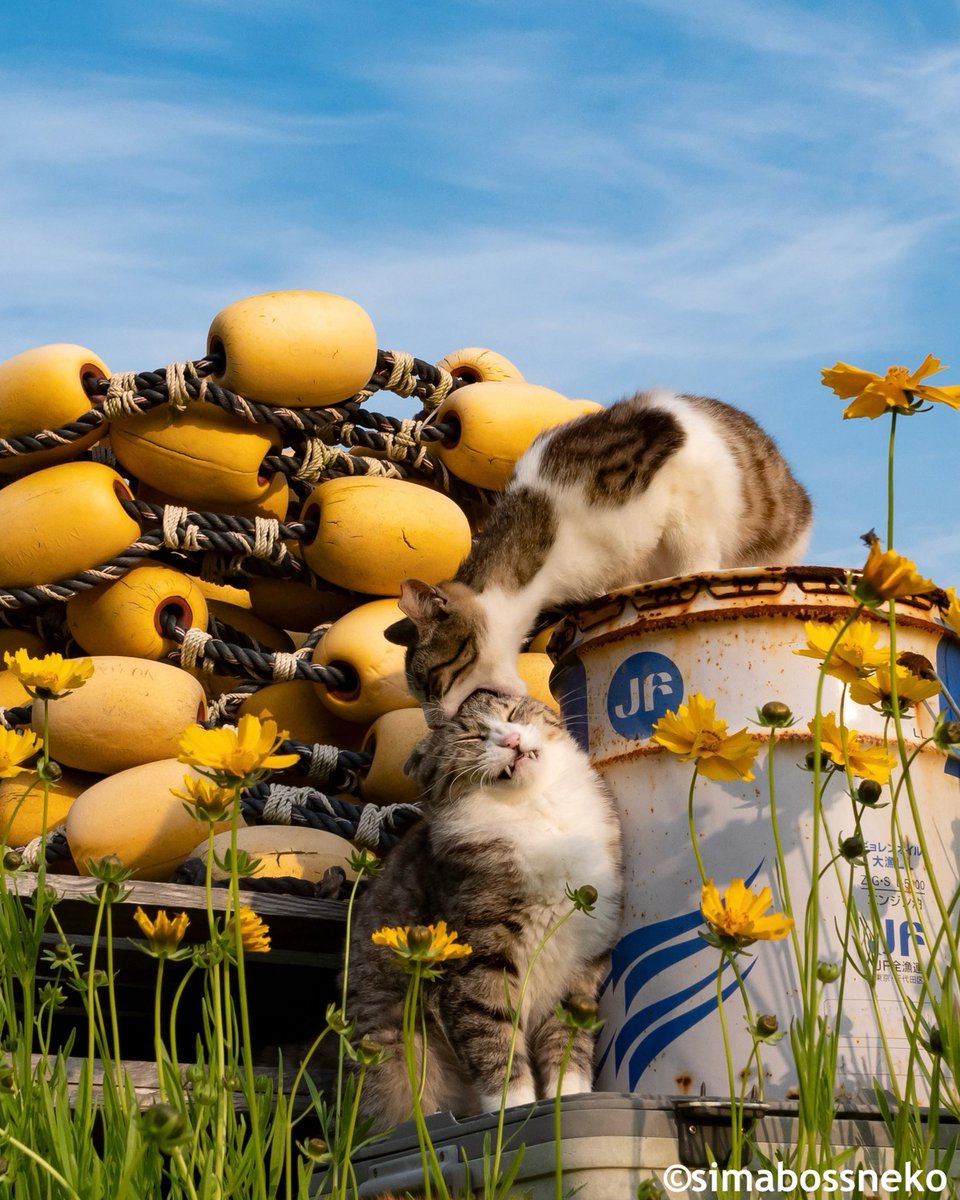 かぷっ💓
Surprised✨

#猫 #cat