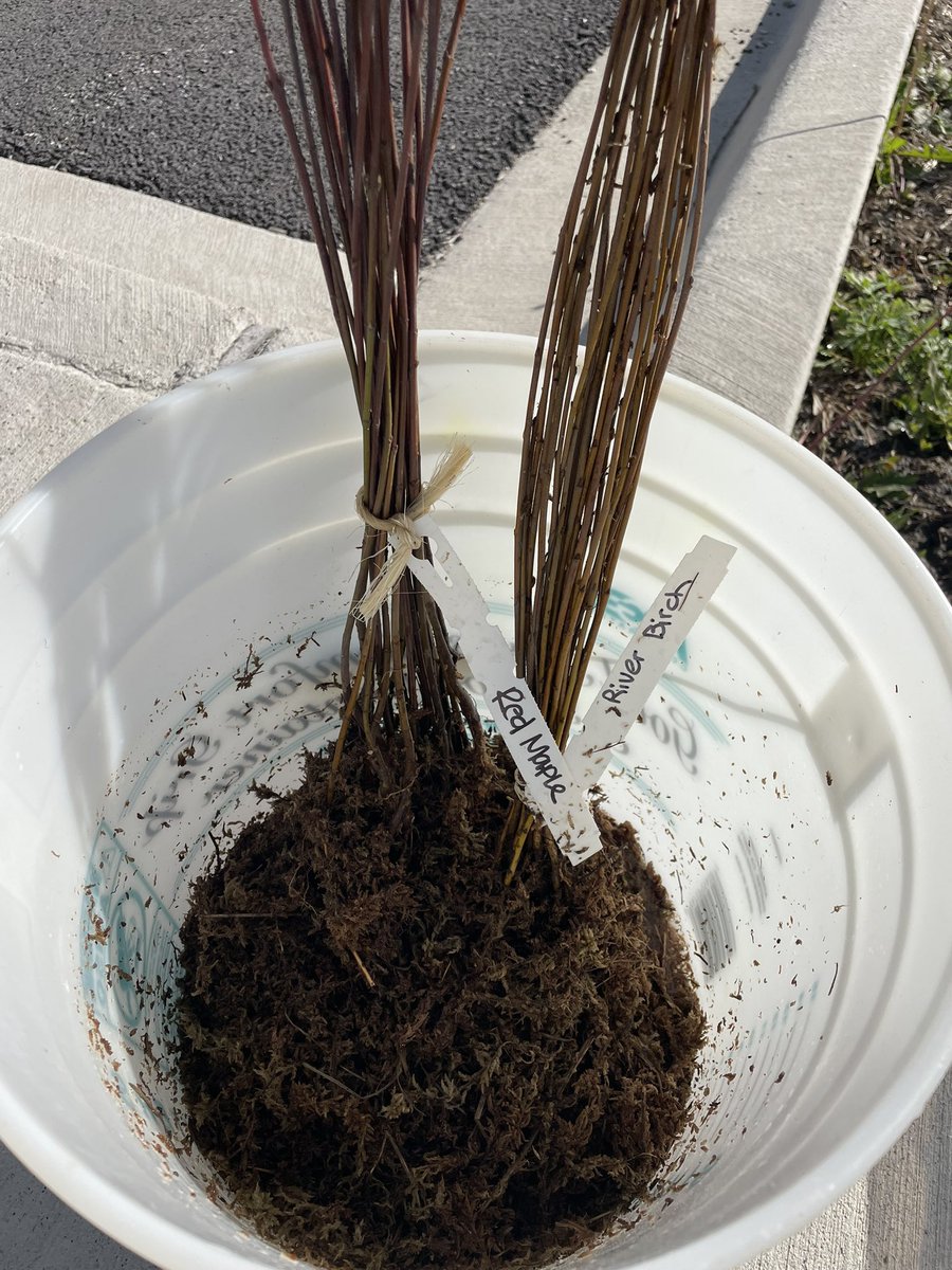 Lauren McArdle (@laurenmclz95) on Twitter photo Our saplings are here! Excited to work together to plant 50 young trees this week district-wide! #Empower95 <a href="/LZdistrict95/">Lake Zurich Community Unit School District 95</a> Our saplings are here! Excited to work together to plant 50 young trees this week district-wide! #Empower95 <a href="/LZdistrict95/">Lake Zurich Community Unit School District 95</a>