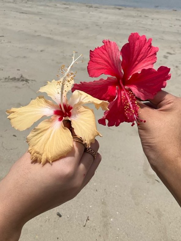 bloomsofmay's tweet image. user @ bloomsofmay in her roots 🌺