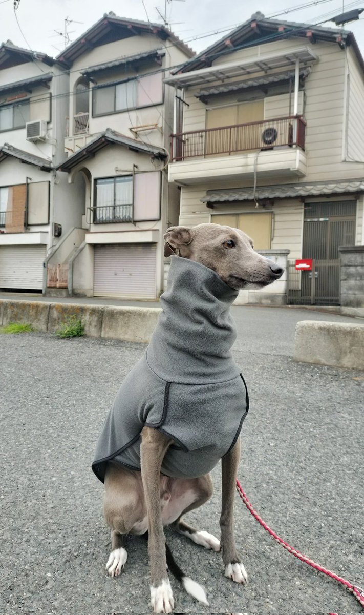 cerezo12tama's tweet photo. 今日は犬の日と言う事で、うちの奴見たって下さい
(*`艸´)ウシシシ
#JONJI #ヨニ #イタグレ #デカグレ
#イタリアングレイハウンド
#イタリアングレーハウンド
#5月13日 #犬の日 #いぬの日 https://t.co/CzD0W2Hkui