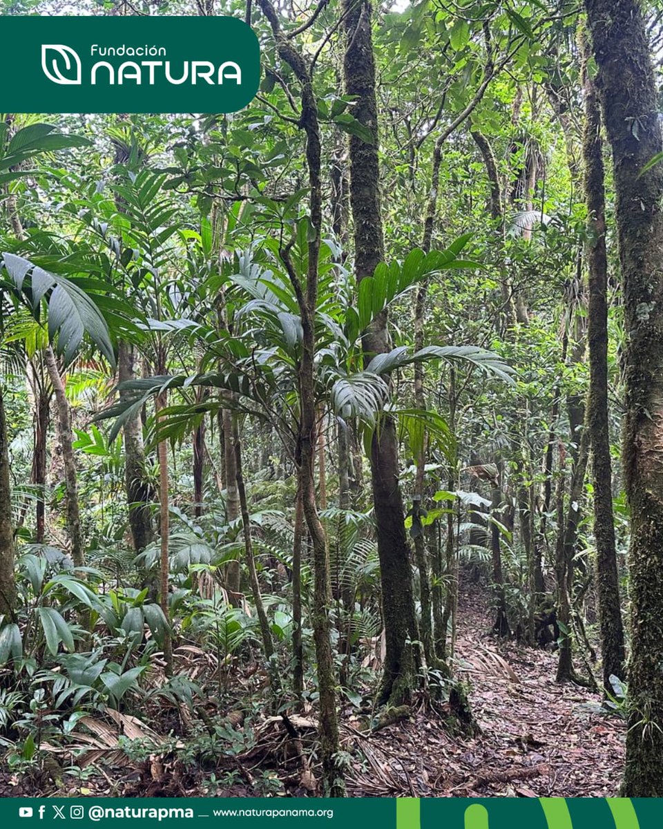 ¡Celebramos el #GlobalBigDay desde lo alto de Darién!

El equipo de Fundación Natura, a través del proyecto #ConservaAves, se sumó a esta jornada mundial de observación de aves desde la Reserva Natural Privada Cerro Chucantí, un sitio clave para la #Biodiversidad.
#Panamá