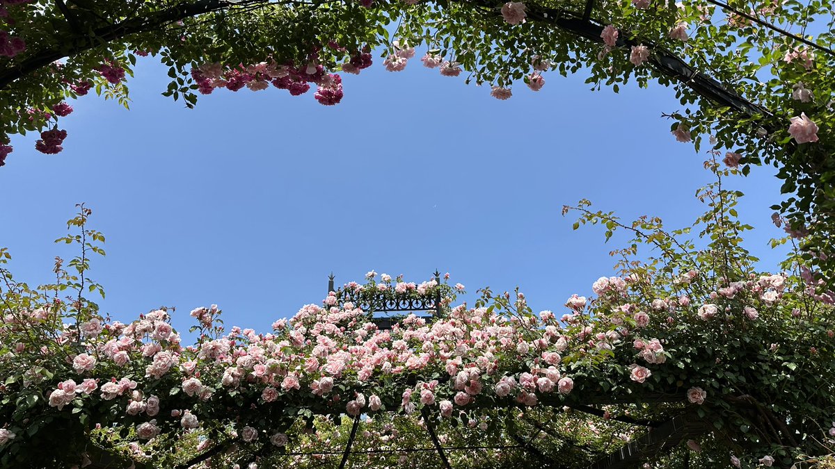 pu_chiikawa's tweet photo. イングリッシュガーデンにバラ見に来た🌹
胸いっぱいにバラの香り〜😮‍💨💞 https://t.co/bYrOS0d1MC