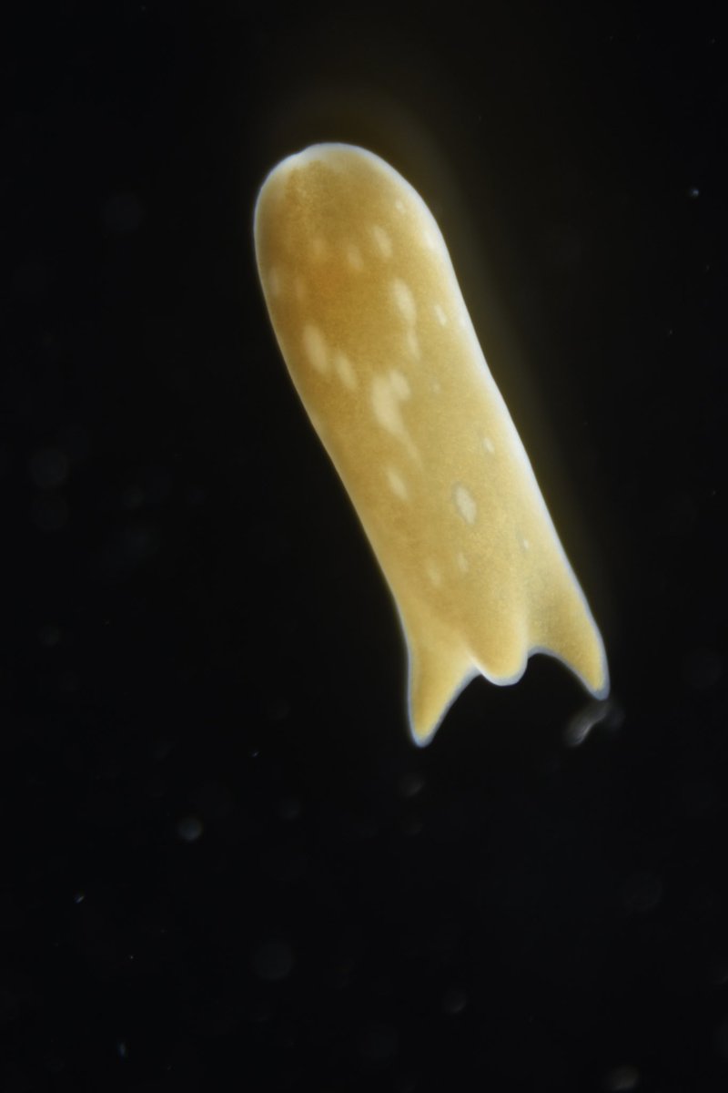 論文が出版されました！沖縄県からAmphiscolops属無腸類の新種A. hamusを記載しました。本属の判別文の軽微な修正も行なっております。ぜひ。doi.org/10.1080/002229…