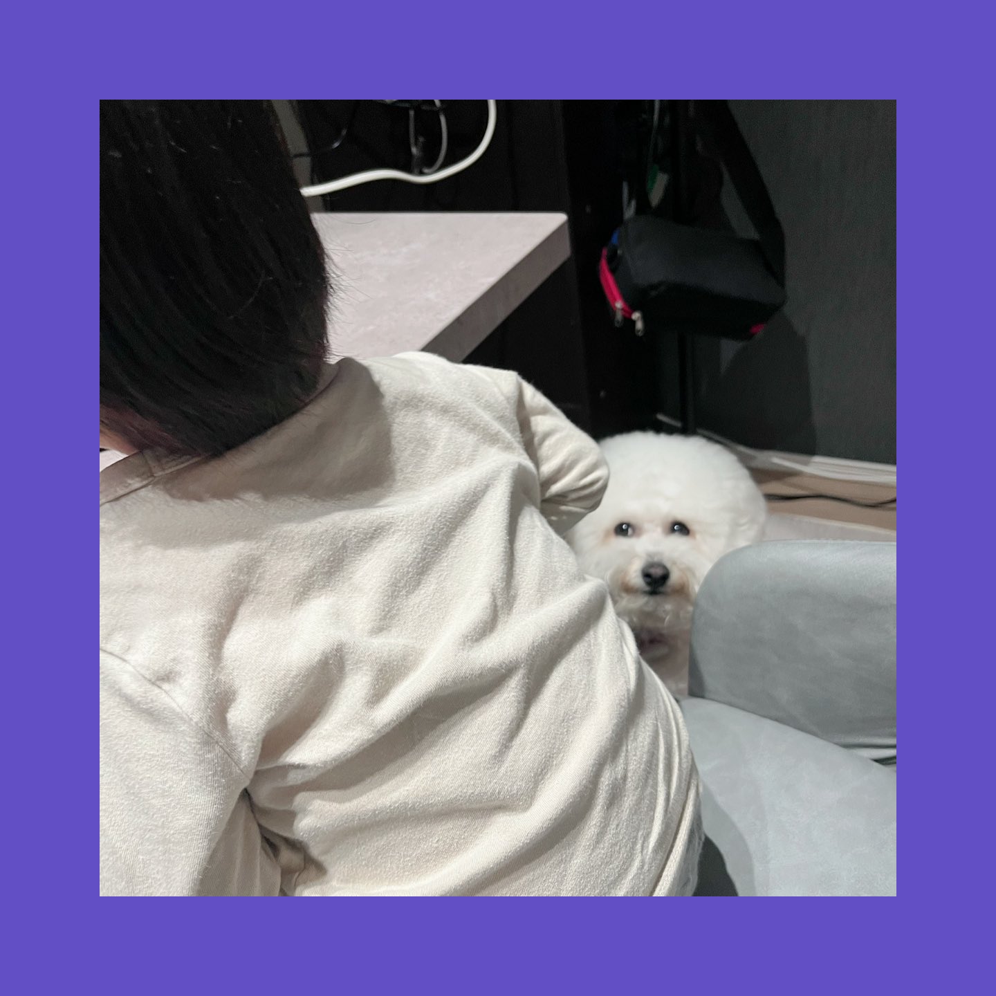 もちまるくん | ビションフリーゼフェスティバル公式サイト