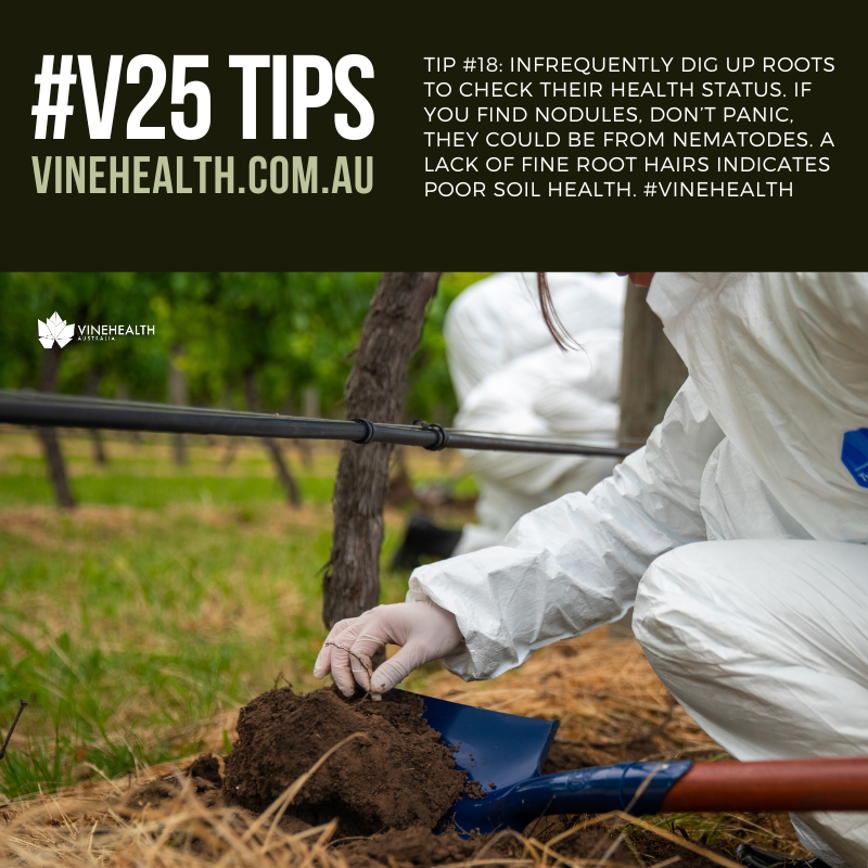V25 Tip 18: Check roots: Infrequently dig up grapevine roots to check their health status. If you find nodules, don’t panic, they could be from nematodes. A lack of fine root hairs indicates poor soil health. If in doubt, ask a consultant or Vinehealth. #vinehealth