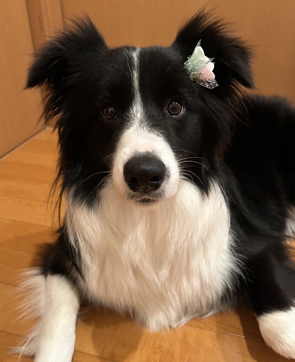 うちの愛犬しーちゃんです
 #愛犬の日